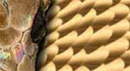 Cymbal Snake